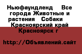 Ньюфаундленд  - Все города Животные и растения » Собаки   . Красноярский край,Красноярск г.